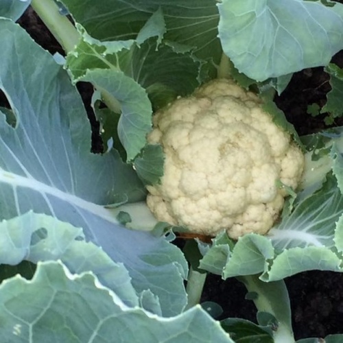 Cauliflower All Year Round